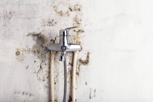 Best Toxic Mold Removal  in West Salem, WI