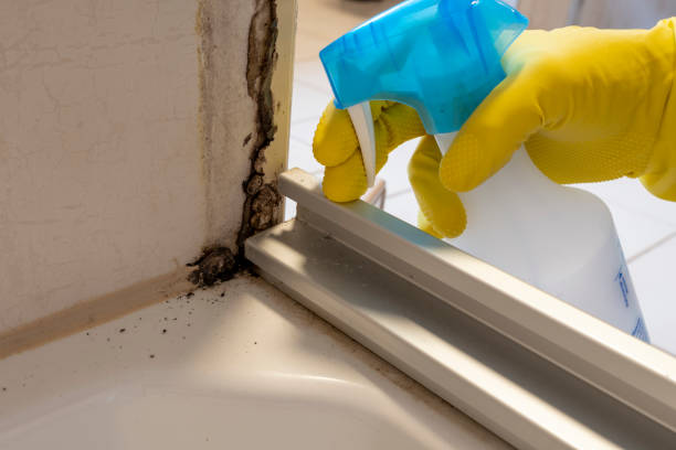 Best Office Mold Removal Services  in West Salem, WI