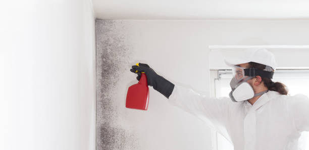 Best Toxic Mold Removal  in West Salem, WI