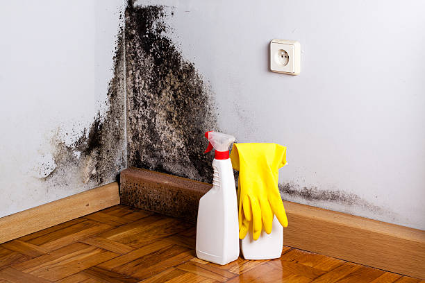 Best Local Mold Removal Service  in West Salem, WI