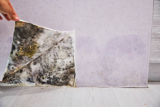 Best Emergency Mold Removal  in West Salem, WI